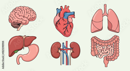 Detailed illustration of six major human internal organs including brain, heart, lungs, liver, stomach, kidneys, and intestines.