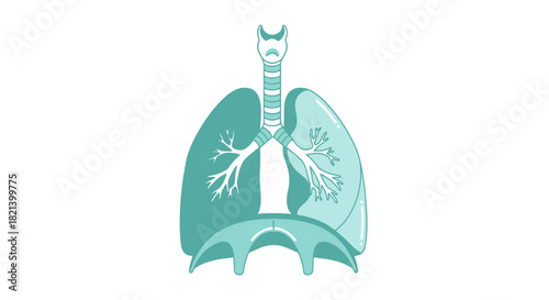 Human Respiratory System Anatomy Illustration Lungs Trachea and Diaphragm