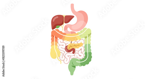 Human Digestive System Anatomy Illustration Healthy Gut Medical Concept