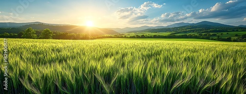 Golden sunset over a vast green field of wheat or barley sunrise golden hour