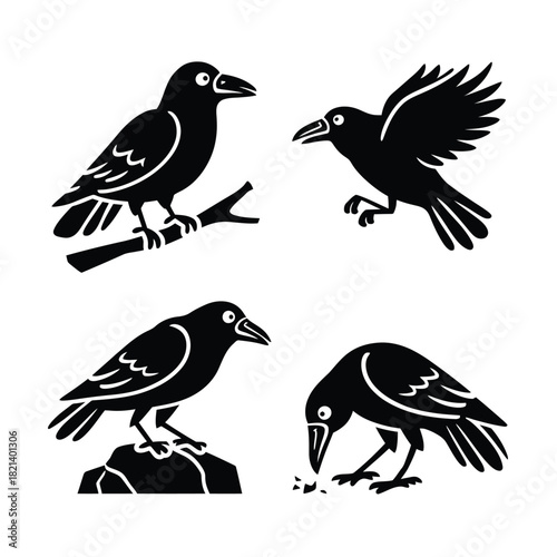 Four black crow silhouette illustrations showing different poses and actions on white isolated on white background, Vector, illustration
