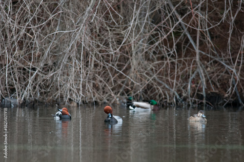 Quadro su tela Redhead duck preening their feathers while on a pond with other ducks