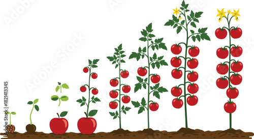 Detailed tomato plant life cycle illustration, from small seed and sprouting seedlings to mature green stem, flowering blossoms, and abundant, ripe red fruit harvest, showing growth stages.