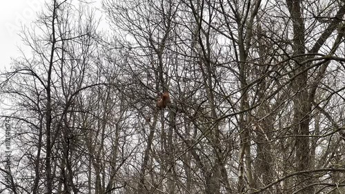 Brown bird perched on tree branch, camera zooms in through branches, capturing nature's beauty