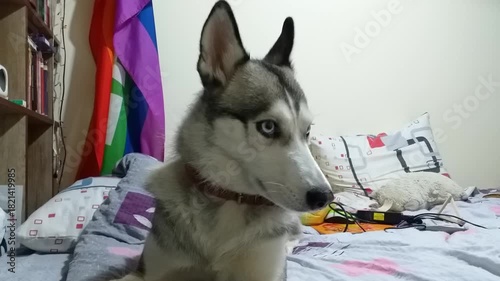 Siberian husky dog gazes thoughtfully on bed, camera pans and zooms for emotional connection