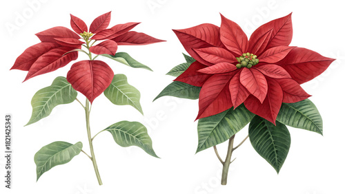 Two red poinsettia plants isolated on transparent background
