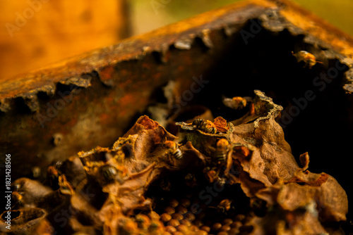 Close-up of a wild bee nest inside a rustic wooden structure, showing natural textures and bee activity.
