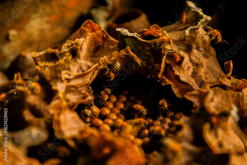 Close-up of a wild bee nest inside a rustic wooden structure, showing natural textures and bee activity.
