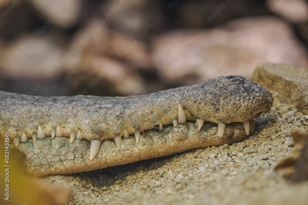 Fototapeta premium A close-up of the jaw and teeth of a shield-nosed crocodile. 