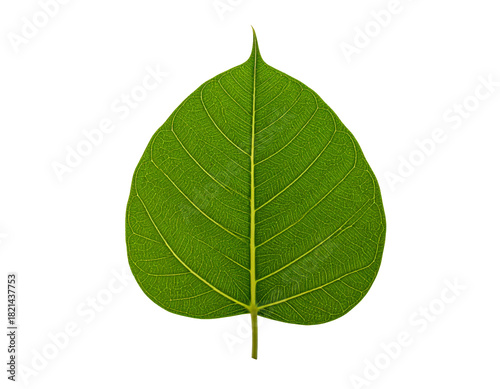 Isolated ficus religiosa leaf green leaf nature leaf plant leaf closeup on transparent background