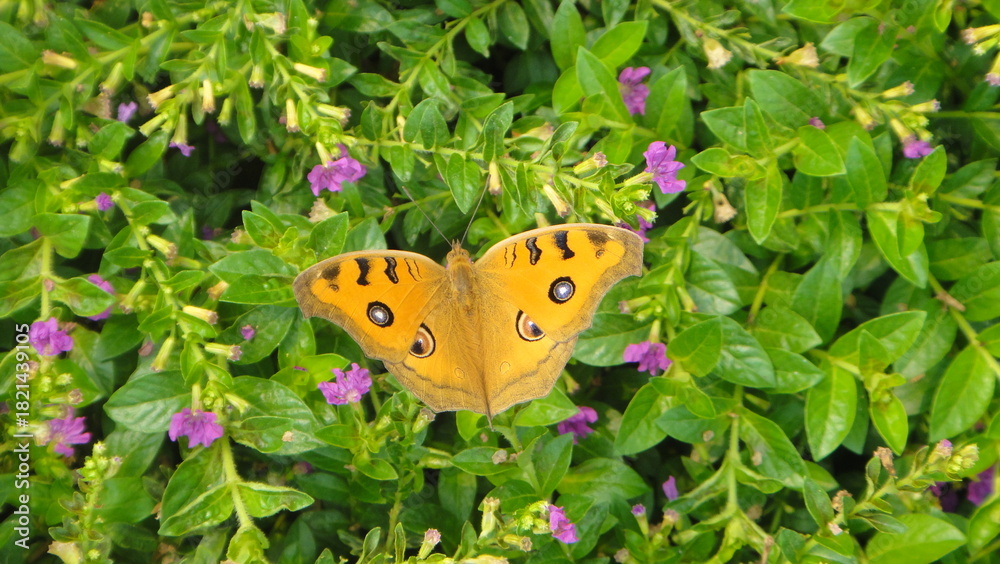 Obraz premium A beautiful Peacock Pansy butterfly with large eye spots resting gracefully on a bed of green leaves and tiny purple flowers