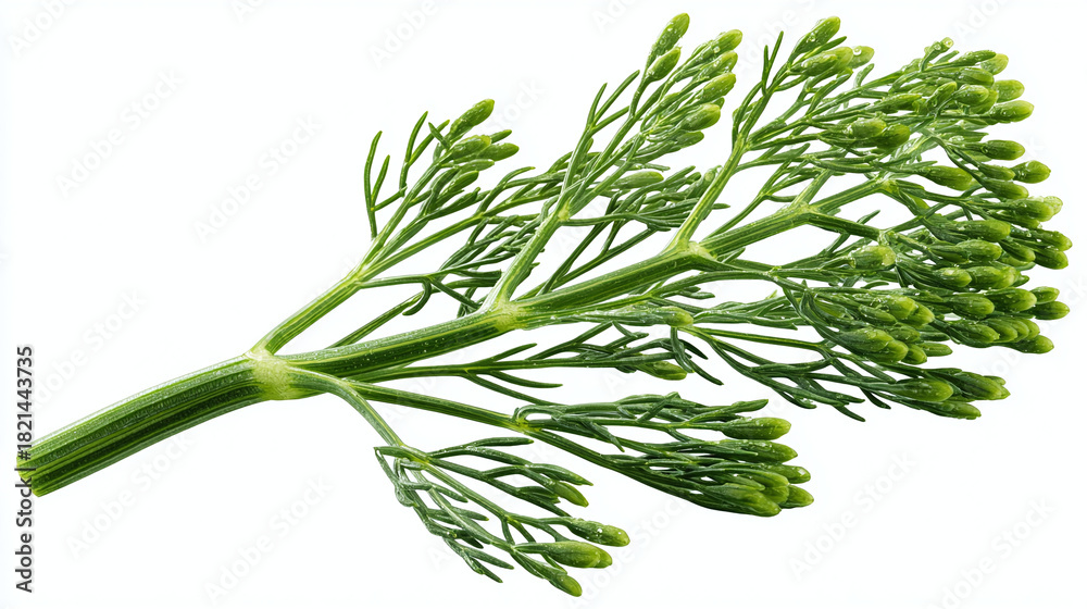 Fototapeta premium Close-up shot of a single sprig of dill, showcasing its delicate, feathery leaves. The bright green color is vibrant, emphasizing its freshness and culinary appeal