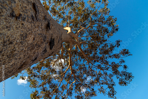 tree seen from bottom to top