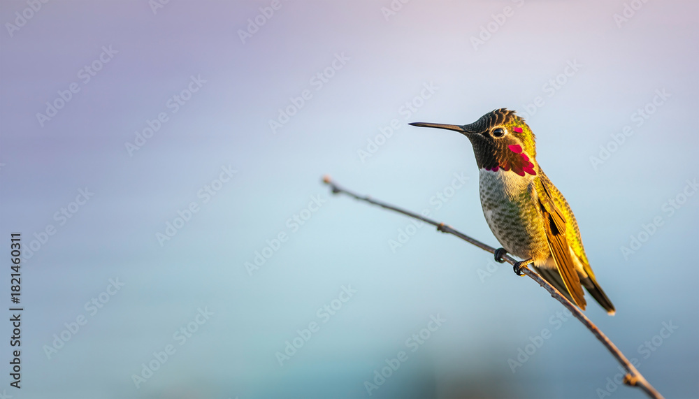 Fototapeta premium Anna's Hummingbird Perched on Branch at Sunset
