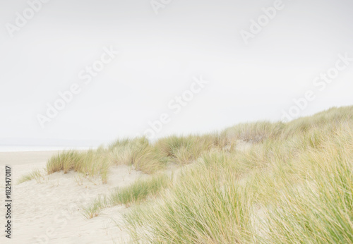 Marram grass on sandy beach and dunes