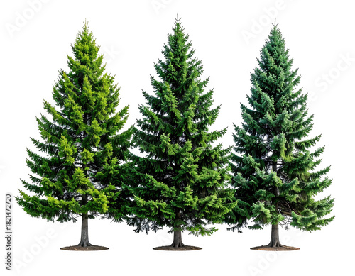 Three evergreen trees, various green hues, isolated black BG
