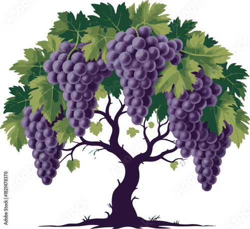 Vibrant purple grape vine tree with lush green leaves illustration