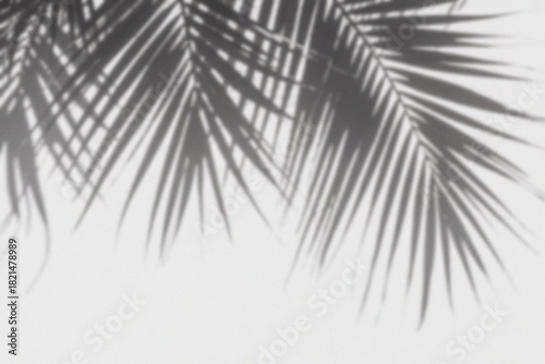Abstract silhouette of palm tree leaves with shadows