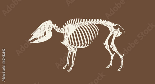 Detailed anatomical illustration of a quadruped mammal skeleton, showcasing the complete bone structure and biological framework suitable for educational and scientific study
