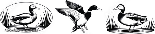 Collection of three detailed black and white vector illustrations of mallard ducks in various poses, isolated on