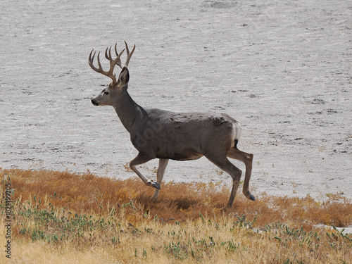 Magnificent Mule Deer buck walking across the barren Antelope Island salt flats