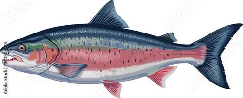 Salmon fish illustration with vibrant pink stripe, blue fins, forked tail, aquatic animal, educational, fishing guide art