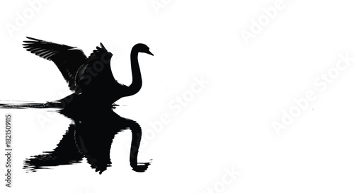 Black swan with wings spread reflected in water bird