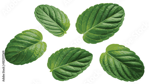 Five Green Mint Leaves Scattered on White Background herb plant