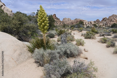 Felsen, Sonne und blauer Himmel im Joshua Tree Nationalpark	