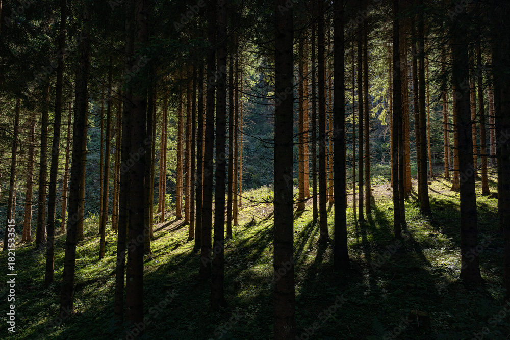 Obraz premium foresta di abeti nell'ombra, in un ambiente naturale di montagna, di giorno, illuminata dal sole, in controluce 