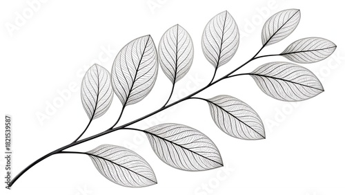 Branch with Tiny Leaves – Clean Thin-Line Botanical Drawing