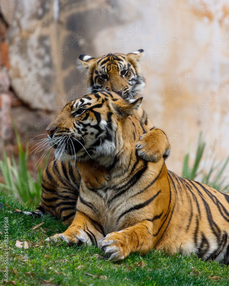Fototapeta premium tiger in the zoo