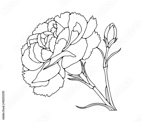Hand drawn sketch or outline of carnation flower isolated on white background. Floral black and white vector illustration