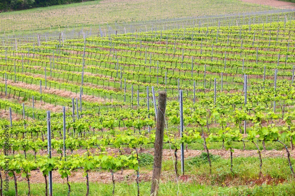 Naklejka premium Vineyards in Tuscany - rural Italy. Agricultural countryside area in the province of Siena.
