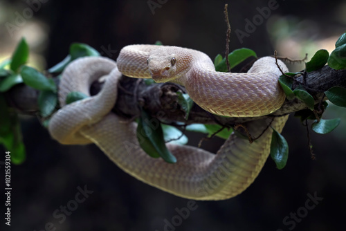 Trimeresurus purpureomaculatus on a branch, Mangrove pit viper, indonesia snake