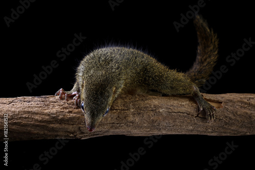 Javan squirrel tupaia walking on a branch, Horsfield's treeshrew isolated on black background