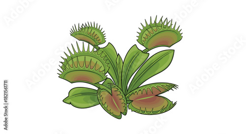Detailed illustration of a Venus flytrap carnivorous plant with multiple open and closed traps on a white background.