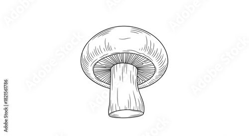 Hand-drawn sketch illustration of a single champignon mushroom in a black and white vintage or retro engraving style.