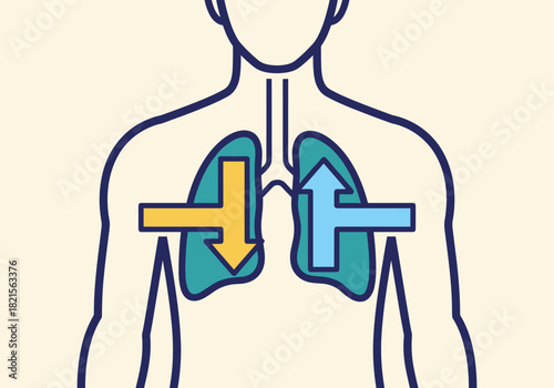 Human respiratory system in line art with colorful arrows indicating airflow