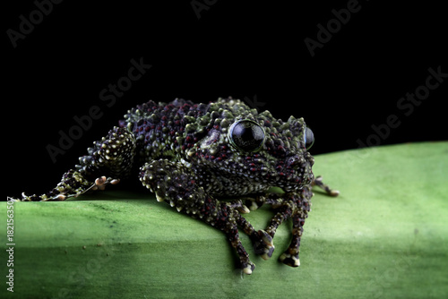 mossy tree frog isolated on black background, front view frog, Vietnamese mossy frog on a leaves
