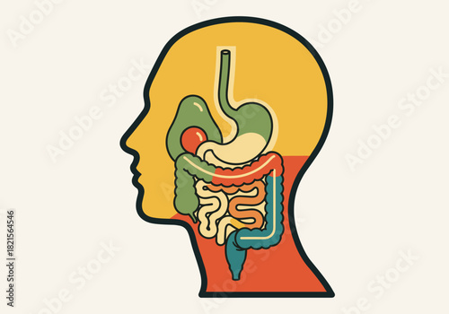 Colorful silhouette of human digestive system in side view