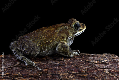Asian common toad sitting on a wood, Duttaphrynus melanostictus side view, Asian black-spined toad ,common Sunda toad, and Javanese toad isolated on black background