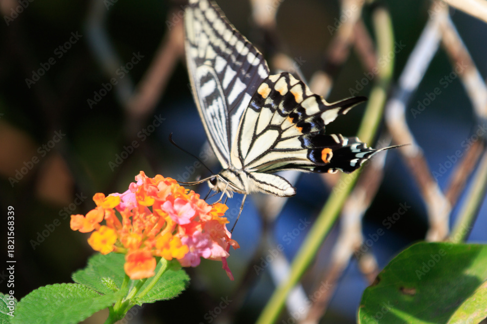 Obraz premium Swallowtail Butterfly Pollinating Bright Orange Lantana Flowers