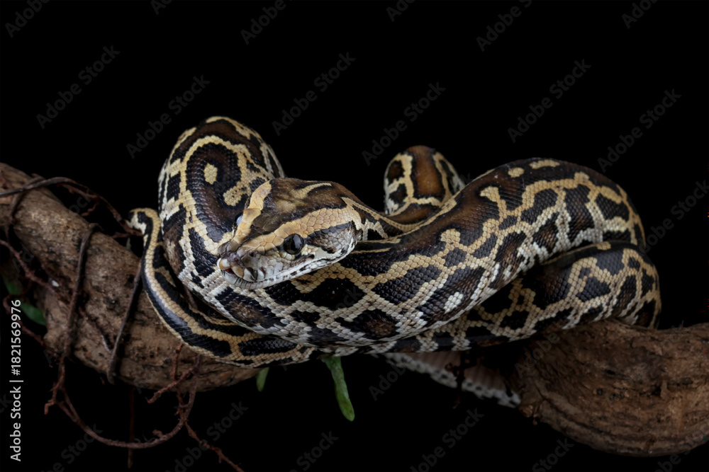Obraz premium Python molurus bivittatus coiled on a branch isolated on black background, burmese snake