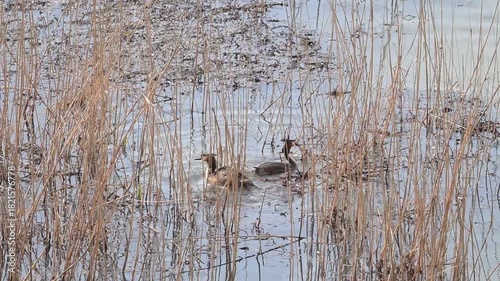 The Bahri, whose scientific name is Podiceps Cristatus, is from the Podicipedidae family.