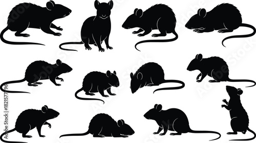 Rat silhouette vector set, black animal poses, walking sitting crouching standing, rodent anatomy, wildlife graphic, illustration, design