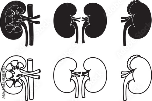 Human kidney anatomy illustrations in black and white, featuring crosssections, solid forms, and outlines, white