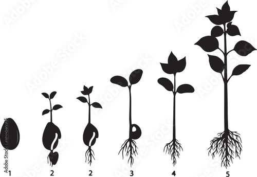 Detailed illustration of a plants life cycle, showcasing growth stages from seed germination to a mature plant