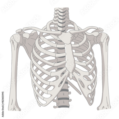 Medical Illustration of Human Rib Cage Anatomy Detailed View of Skeletal Structure