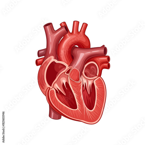 Anatomical illustration of a human heart, showcasing its chambers and major blood vessels for medical or educational purposes